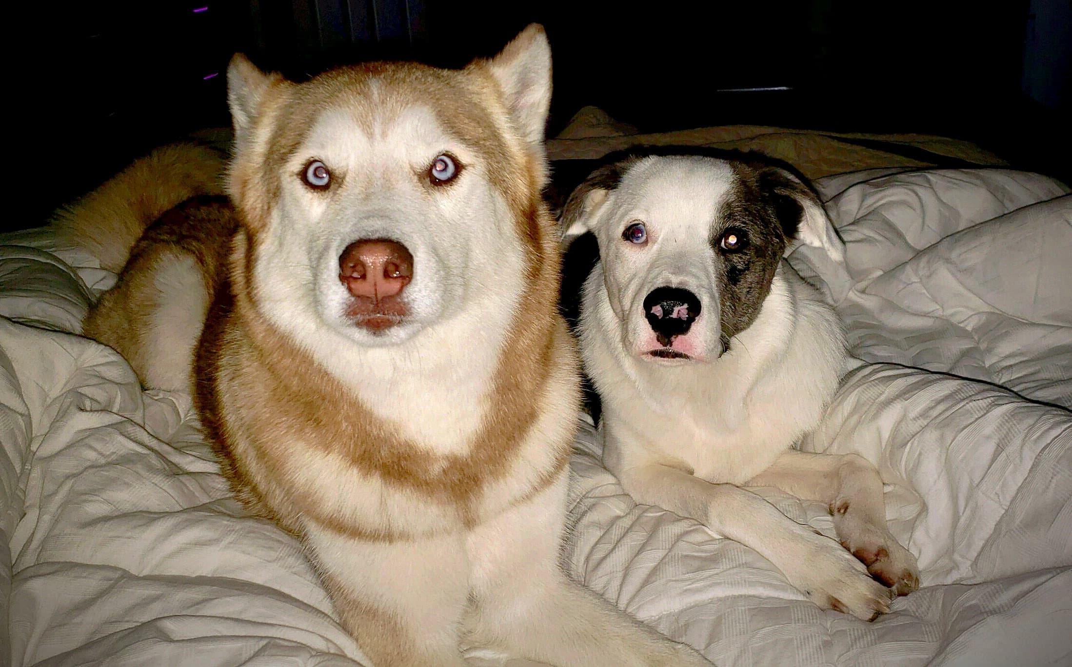 Bed cuddles with my girl and her best friend
