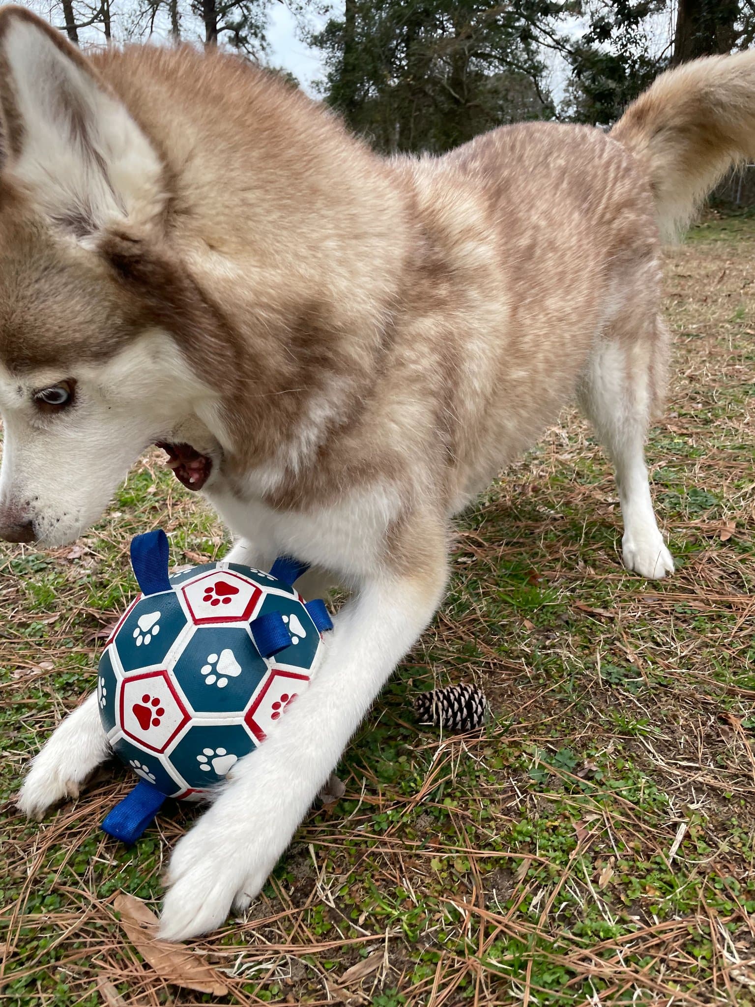 She's got her priorities straight — ball first, everything else later