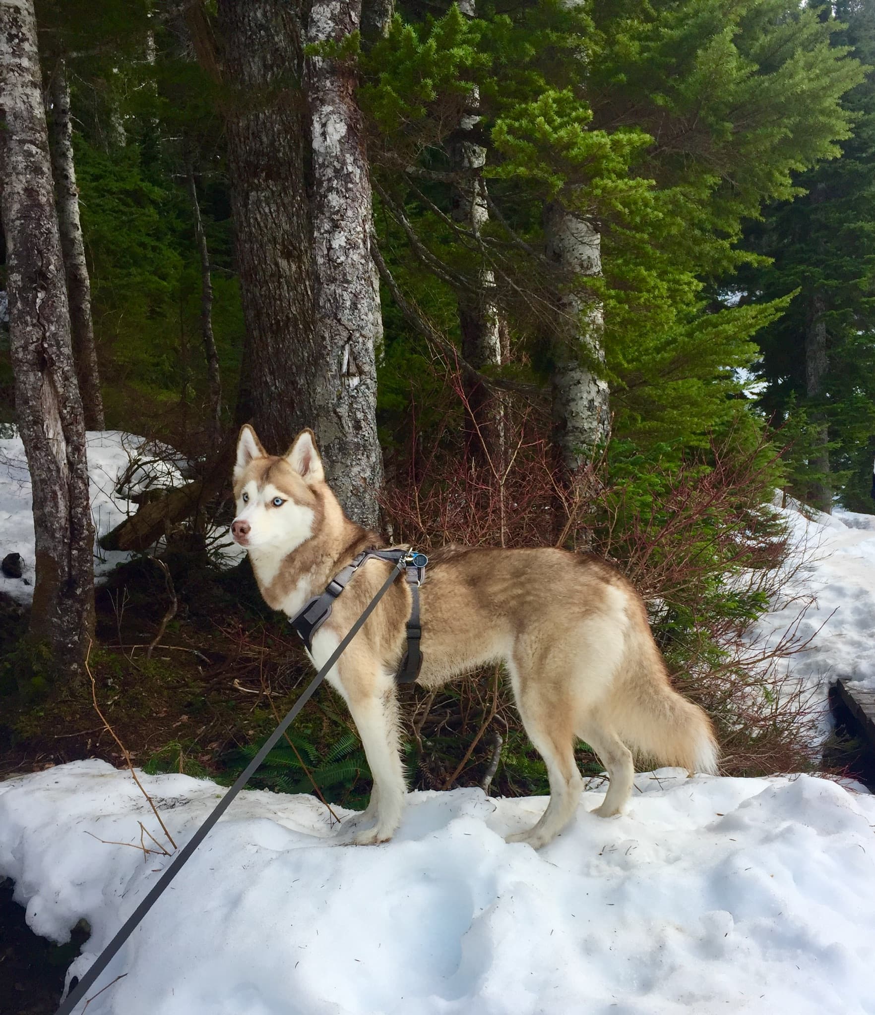 Skylar in her element – snow, trees, and adventure calling