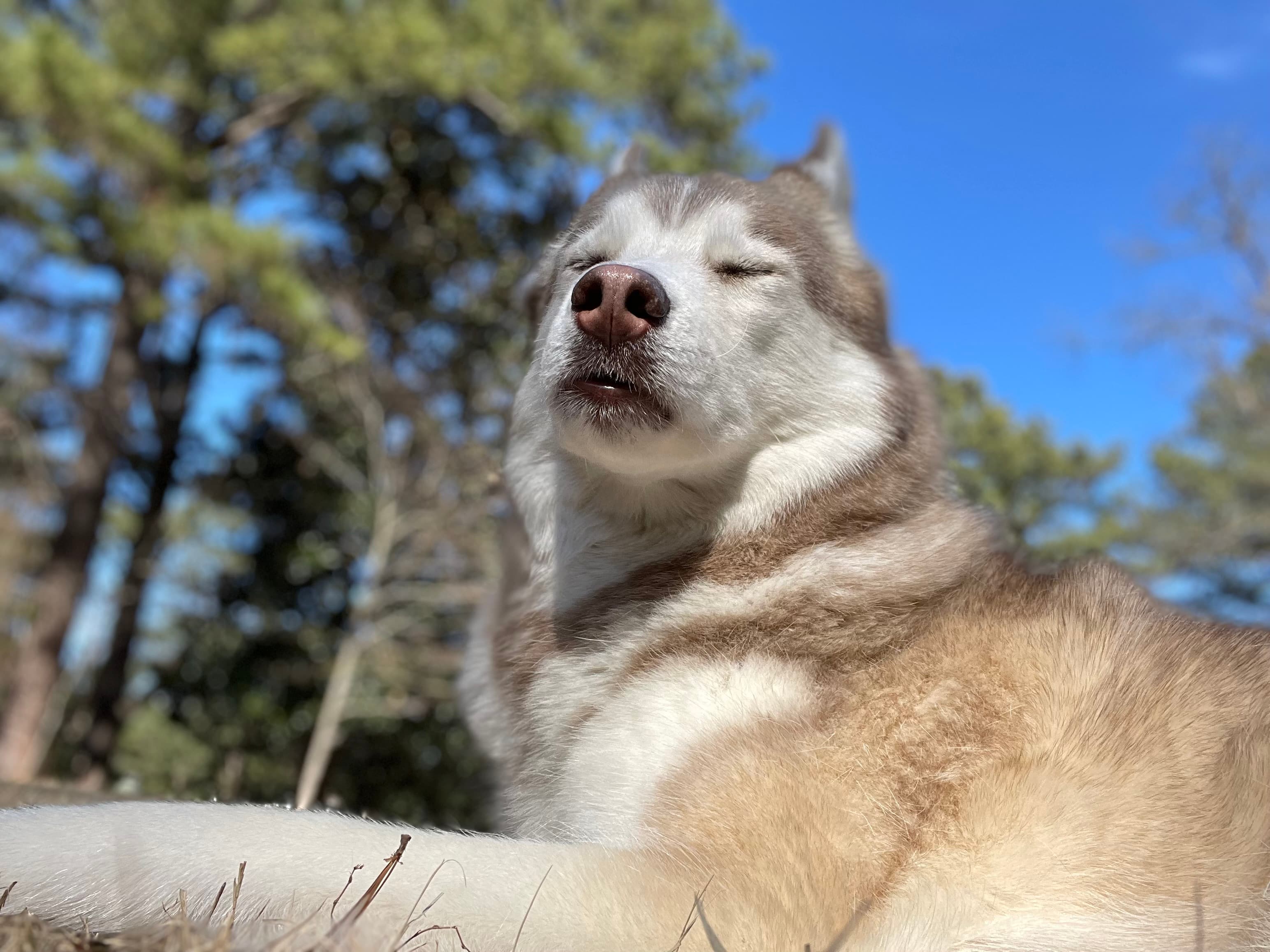 Skylar soaking up that perfect mountain sun