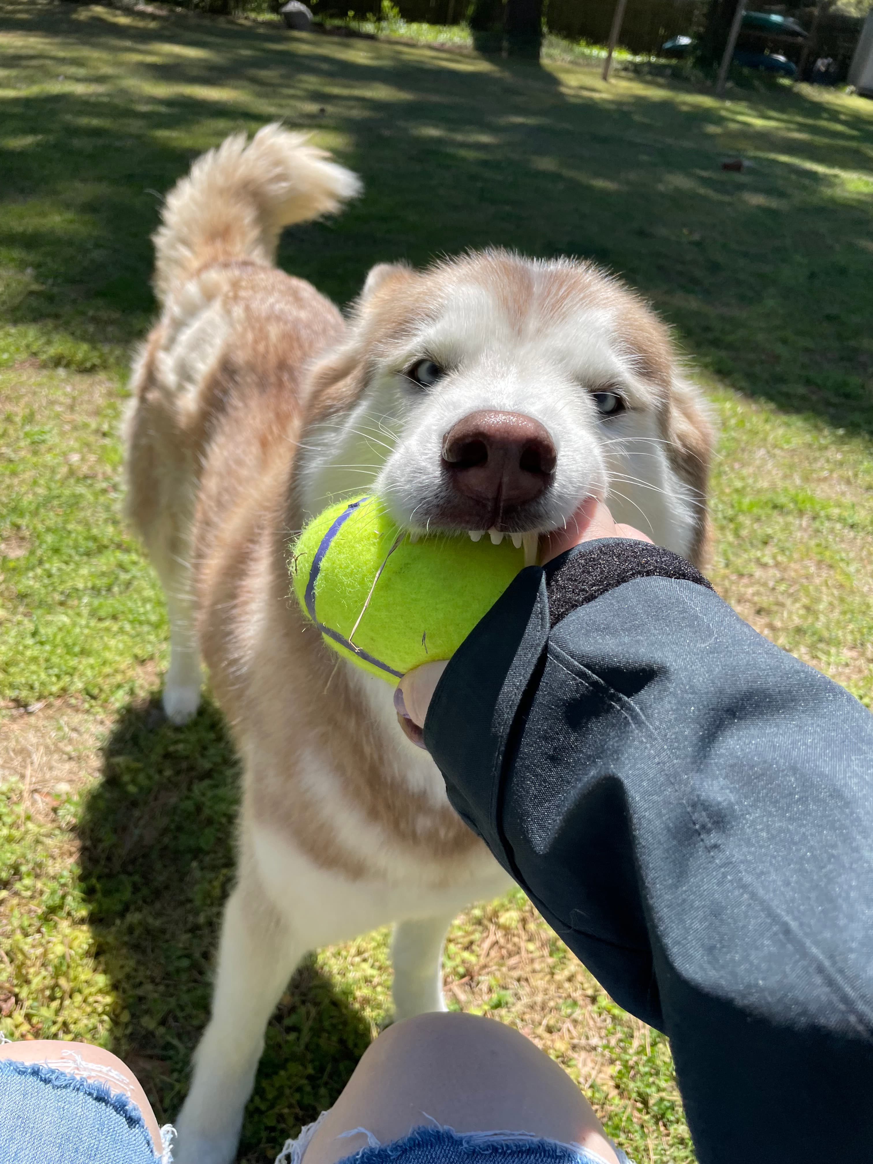 She never lets me forget it's playtime 🎾