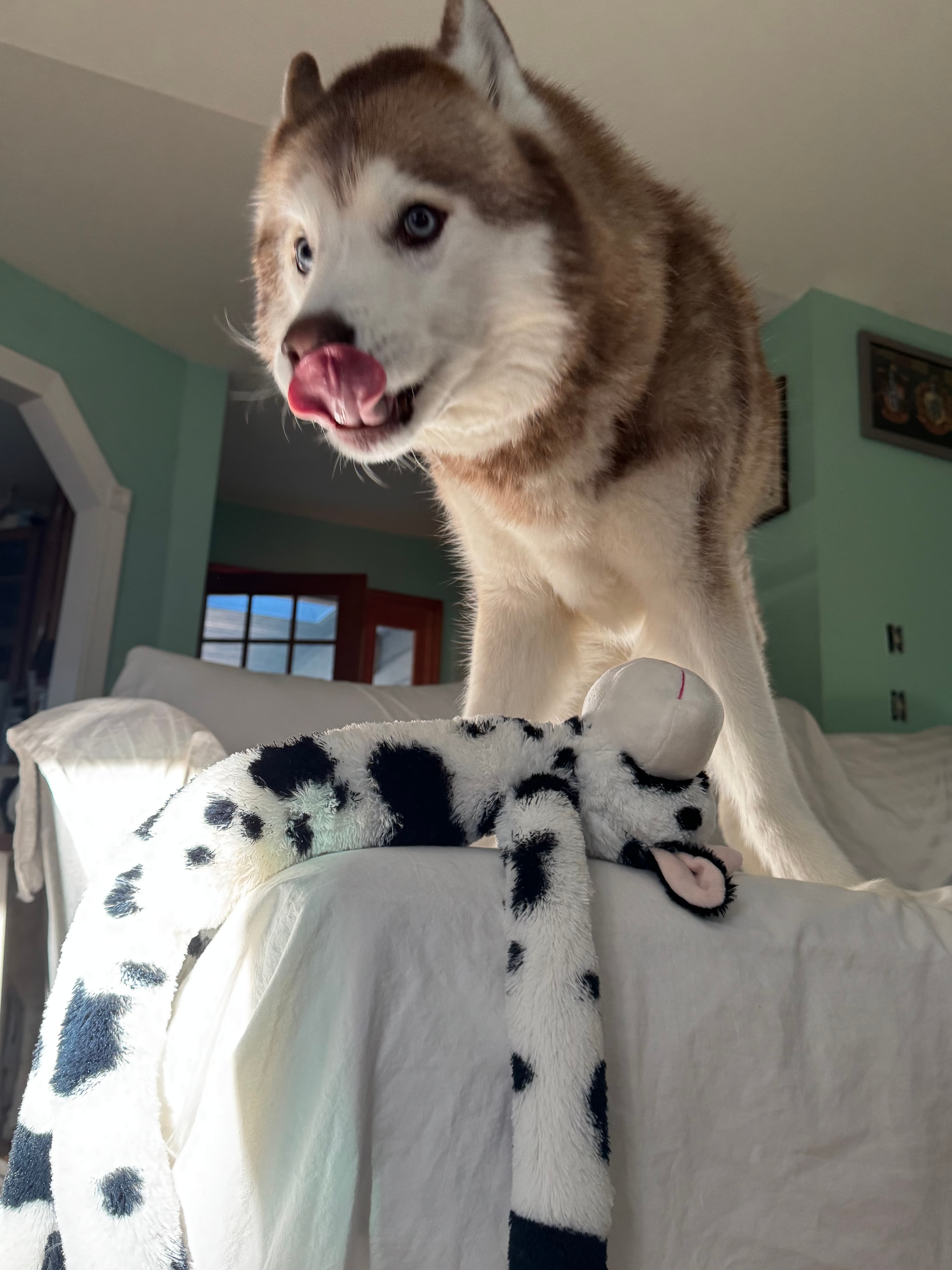 She does this thing where she steals all the blankets and acts innocent about it