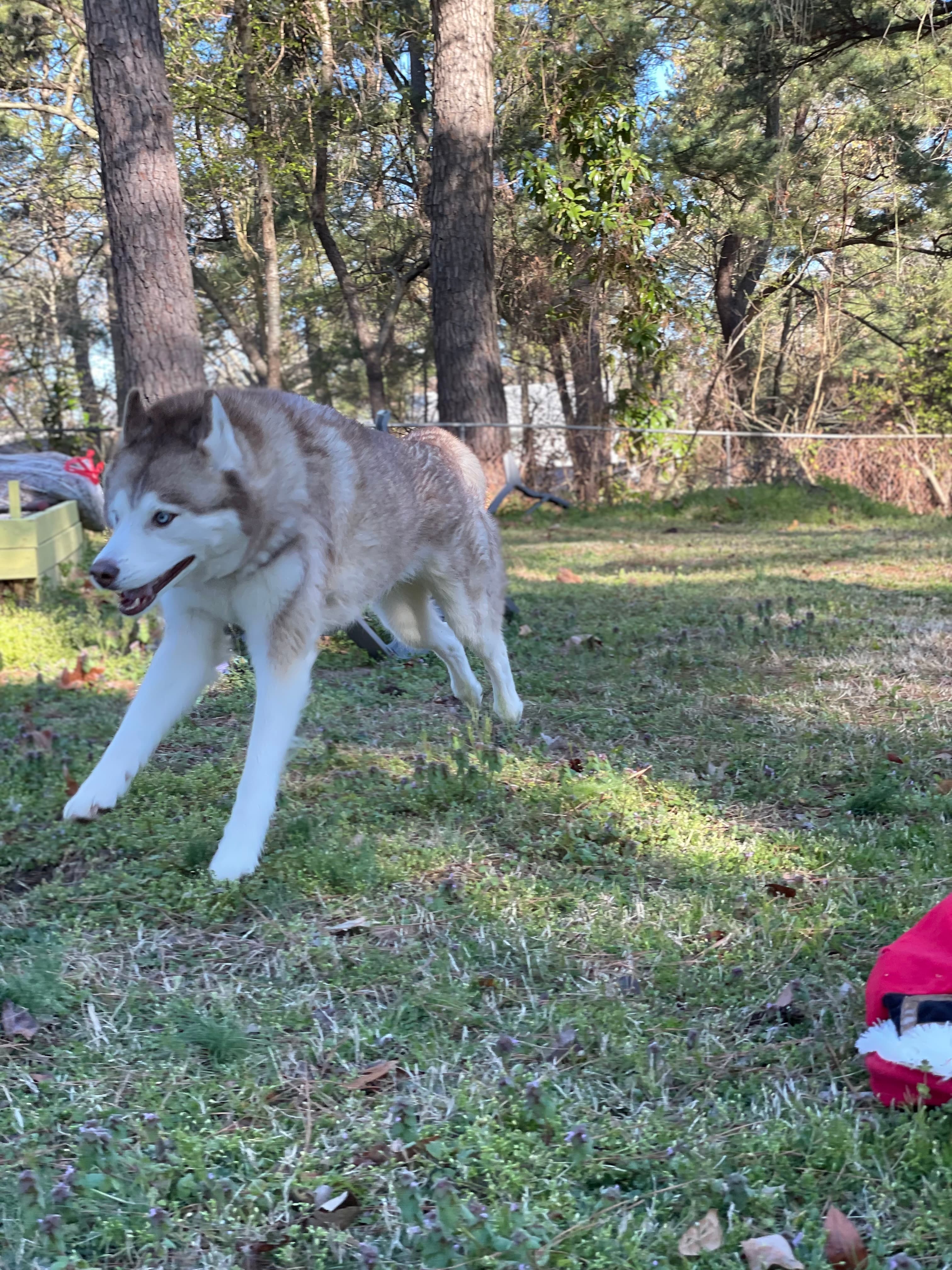 Skylar in her element — nothing beats a day at the park