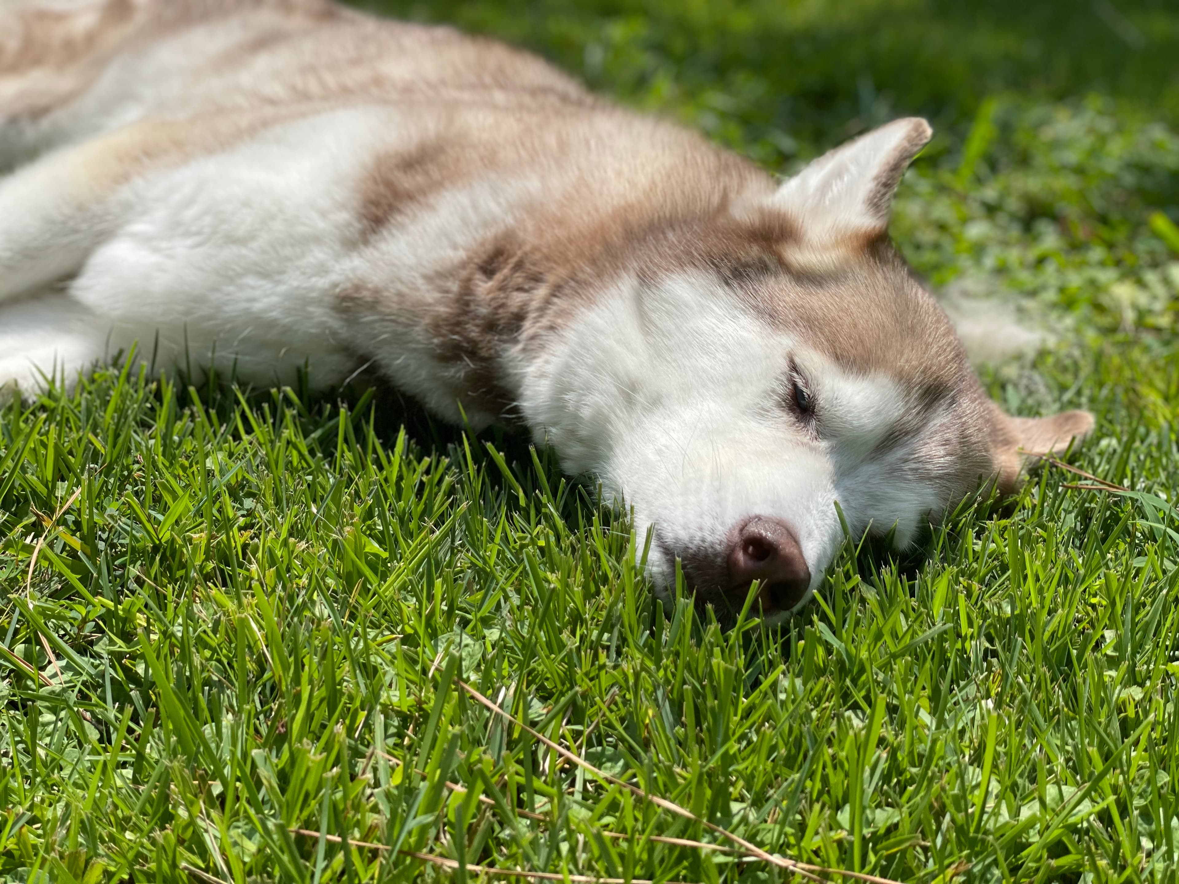 Skylar's favorite spot — grass, sunshine, and pure contentment