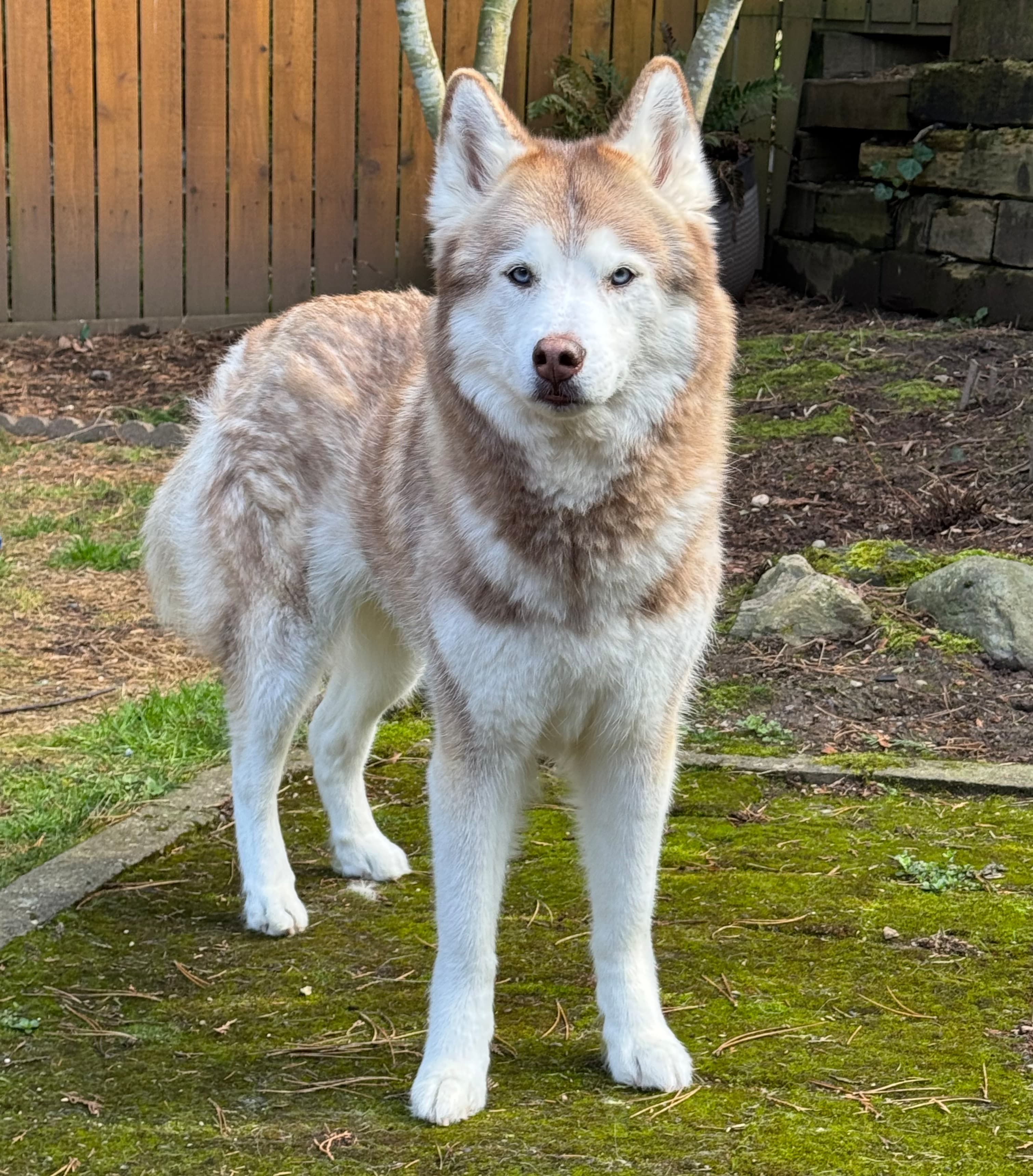 Photo of Skylar the Dog